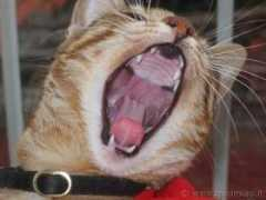 Toffe