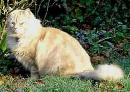 Toffee