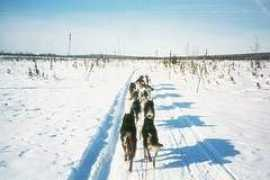 nanuq-alaska.net Tofty