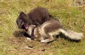 Tofur