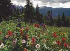 coloradoscenics.com Tohari
