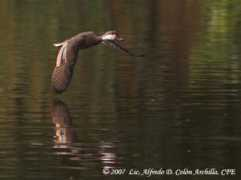 alfredo.colon.oiseaux.net Toicinho