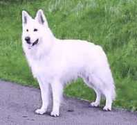 weisserschaeferhund.com Tokhan