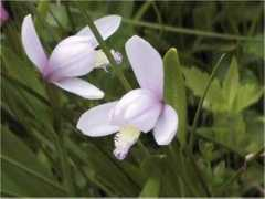 botanic.jp Tokiso