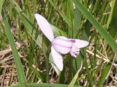botanic.jp Tokiso