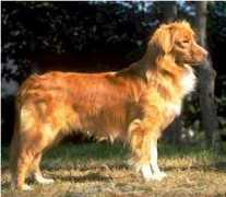petgroomer.com Tolier