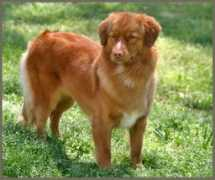 Tollers