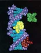 photobiology.com Tomalia