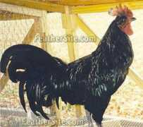 feathersite.com Tomaru