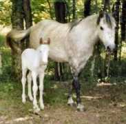 karmafarms.com Tomasia
