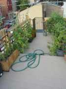beaumonde.net Tomatos