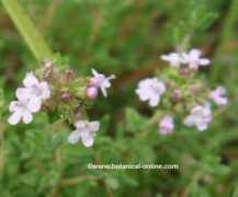 botanical-online.com Tomillo
