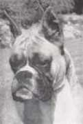 ukboxerdogs.co.uk Tomira