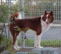 of-kiyaras-wolf-pak.de Tomkin