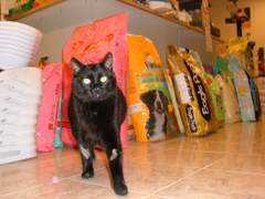 animalsclub.it Tommina