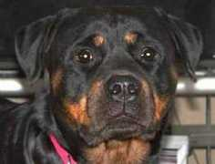 qualitydogs.com Tondor