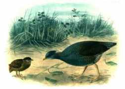 oiseaux.net Tongan