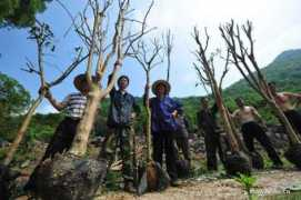 Tongban