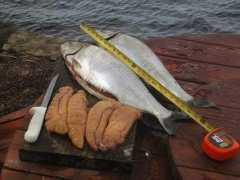 woofish.com Tonger
