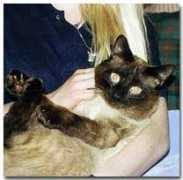 bemikitties.com Tonkie