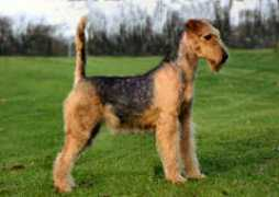 airedaleterriers.nl Tonkie