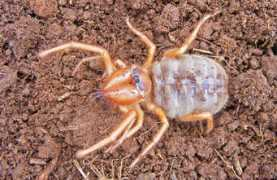 biodiversityexplorer.org Tonoli