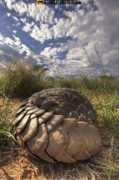 newswatch.nationalgeographic.com Tonoli