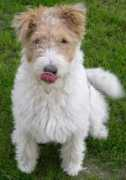 foximaxi.gportal.hu Tonyka