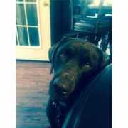 freedoglistings.com Tonzie