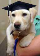 pittwateranimalhospital.com.au Toolin