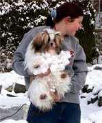 papillondogs.net Topiko