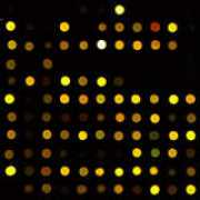 transcriptome.ens.fr Topilko