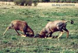 afrikanische-tiere.de Topis