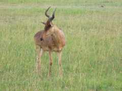 africahomeadventure.com Topis