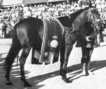ilpalio.org Topolone
