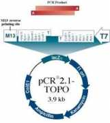 escience.ws Topota
