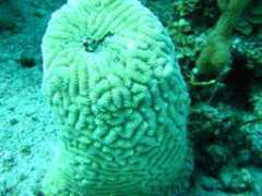 n-the-florida-keys.com Toppino