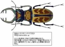 Toraf