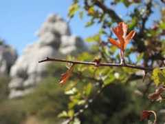 Torcal