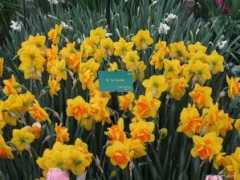 garden-en.com Torche