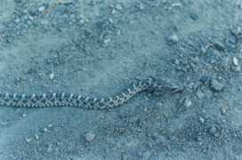 desertfishes.org Torcuata