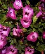 Torenia