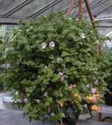 aggie-horticulture.tamu.edu Torenia