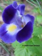 penick.net Torenia