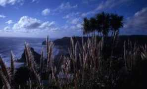 Torere