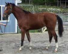 majesticgaits.com Torette