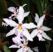 orchid.or.jp Toriana