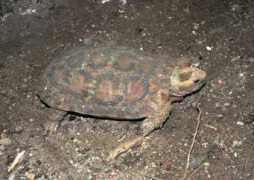 reptarium.cz Tornieri