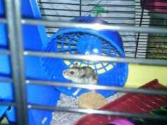 petschannel.com Torter