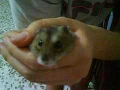 petschannel.com Torter